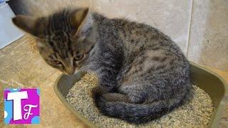 Влог КОТ Самсон питомец Димы Покупаем всё для котенка VLOG Cat Samson pet Dima #Животные