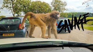 BABOONS ROB OUR CAR AT KNOWSLEY SAFARI PARK