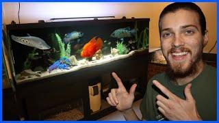 Adding EXOTIC FISH To My 125G AQUARIUM