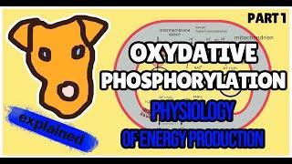 Electron transport chain and oxidative phosphorylation. Biochemistry for Step 1