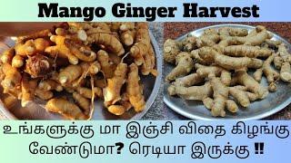 @RKPATTARAi Mango Ginger Harvest In Terrace Garden விதை கிழங்கு ரெடி  மா இஞ்சி ஊறுகாய் 