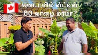 கனடாவில் எப்படி வாழைத்தோட்டம் how to grow banana trees in Canada  #tamilvlog #tamil #jaffna