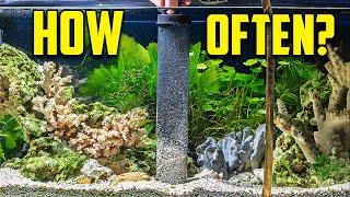The Water Change Guide For EVERYONE #1 Key to a Healthy Aquarium