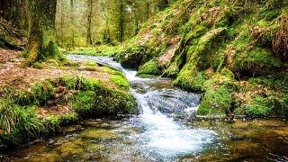 Шум на Ручей течащата вода на реката звуци от природата за отпускане и почивка