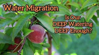 Learn How Deep Water A Fruit Tree - Water Migration Testing