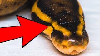 HATCHED A SNAKE WITH ONE EYE?? WHY??  BRIAN BARCZYK
