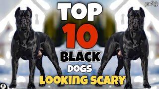 Top 10 scary looking black dogs  For black lovers  stunning  powerful dogs