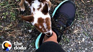 Tiniest Baby Deer Asks Woman To Rescue Him  The Dodo Faith = Restored