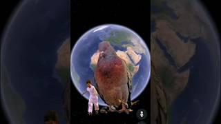 Huge birdson Google Earth #shorts #googlemaps #googleearth #armkien