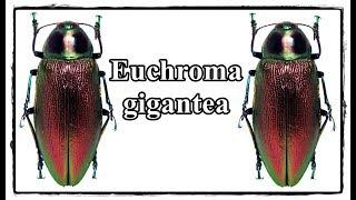 Euchroma gigantea - Präparation  Mounting