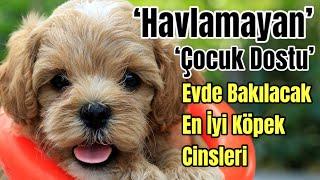 Evde Beslenecek En İyi Köpek Cinsleri  Zeki Aile Köpekleri