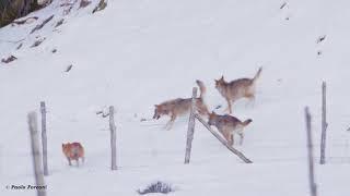 Wolves Play a Menacing Game With Dog in Abruzzo Italy