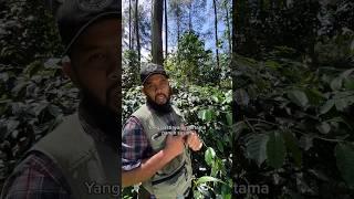 Alasan Pohon Kopi Harus Di-pruning  #BMBFarmingDivision