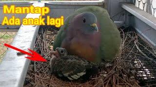 cara ternak burung punai Daun biar cepat berkembang biak begini cara nya