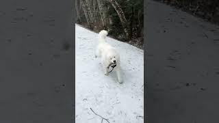 Hiking with a Samoyed in snow #dogs #pets #samoyed #fluffy #cute #pup #funnydog #squamish