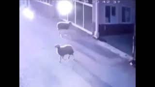 Koyun kasap dükkanına saldırıp camı çerçeveyi indirip kaçtı