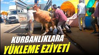 KURBAN YÜKLEME EZİYETİ - Ayağı Kırıldı  Kurban Fiyatları Düşmüş  15 Haziran 2024 Kurban Pazarı