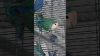 African Lovebirds - Agapornis roseicollis longfeather aquablue #africanlovebird #parrot #bird