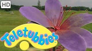 Teletubbies Colours Purple - Full Episode