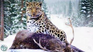 AMUR LEOPARD — The Rarest Most Endangered Frost-Fanged Feline in The World