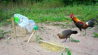 Easy  Simple Wild Chicken Trap Using FANTA Bottle & Wood -  Fantastic Creative Wild Chicken Trap