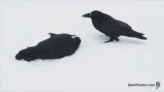 Raven Snow Games 1