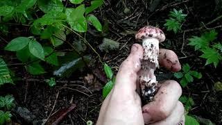 Рядовка Приморский край грибы Гигрофор сыроежковый Hygrophorus russula