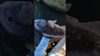 Tautog Fishing With Sand Fleas