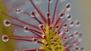 Scary Nature Sundew Timelapse Compilation