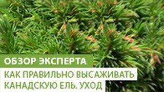 Как правильно высаживать канадскую ель. Уход за канадской елью