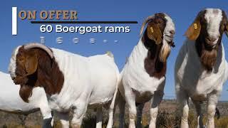 Eastern Cape Boer Goat Club Sale