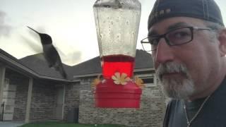 Playing with the Hummingbirds Victoria Texas