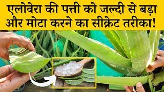 एलोवेरा की पत्ती को जल्दी से बड़ा और मोटा करने का सीक्रेट तरीका Complete Care And Tips For Aloevera