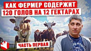 Как фермер содержит 120 голов на 12 гектарах?  Обзор фермы  Молочное животноводство