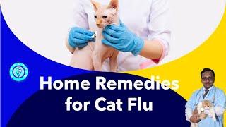  Cat Flu Home Remedies Natural Solutions to Help Your Feline Friend Feel Better