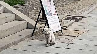 The beautiful stray cat waited sure the girl who fed him four months ago would return to adopt him.