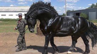 Most Amazing Horse Breeds in the World