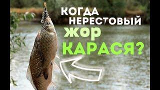 Когда начинается бешенный жор карася? Когда нерест карася в подмосковье?