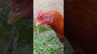 funny chicken song  #shorts #chickensong