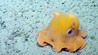 Shy Octopus Hides Inside Its Own Tentacles  Nautilus Live