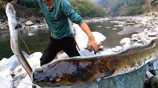 Fishing eel bigfishing with Hook  in river Tizu Biggest freshwater eel I ever catchChimong