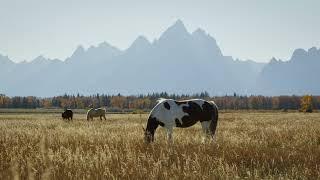 Horses in Field Sounds  Grand Tetons 