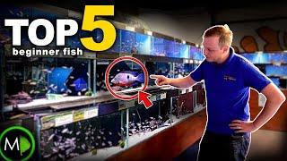 FISH EXPERTS TOP 5 BEGINNER FISH bonus oddball  MD Fish Tanks