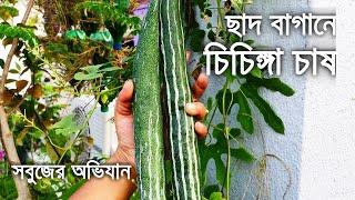 ছাদ বাগানে চিচিঙ্গা চাষের সহজ পদ্ধতি  How to grow Snake Gourd at Rooftop Garden  সবুজের অভিযান