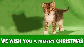 Jingle Cats We Wish You a Merry Christmas