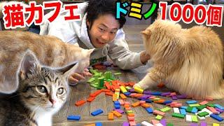 猫カフェでドミノ1000個を邪魔されず全部並べることはできるのか！？