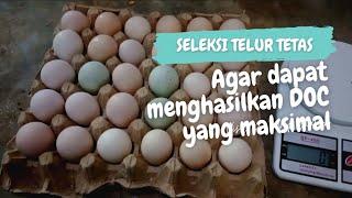 Penyeleksian telur tetas yang layak untuk di tetaskan di mesin tetas