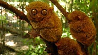 Tarsier Primate - The Littlest Alien