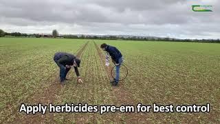 Weed Control in Winter Cereals