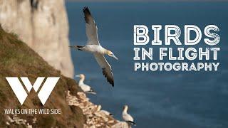 Stop doing this for great bird in flight photos